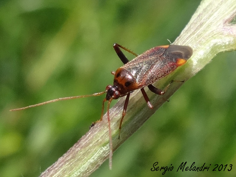 Miridae: Adelphocoris ticinensis della Romagna (RA)